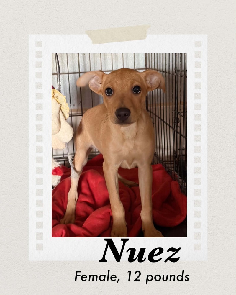 Photo of Nuez