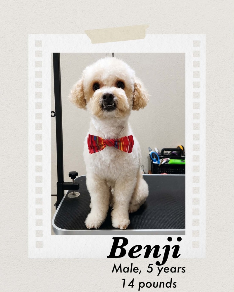 Photo of Benji