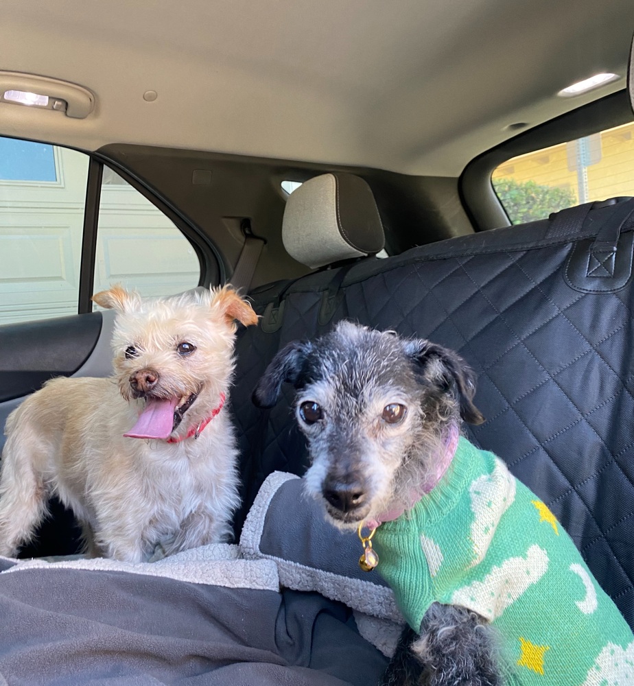 Coop, Terriers (Small)