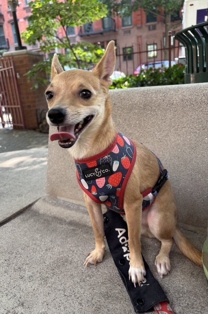 Sugar Pea, Chihuahua Mix