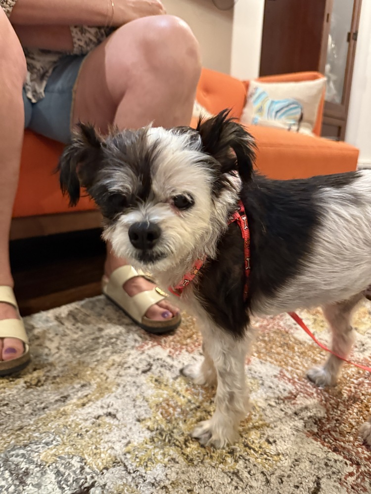Ruthie, Terriers (Small)