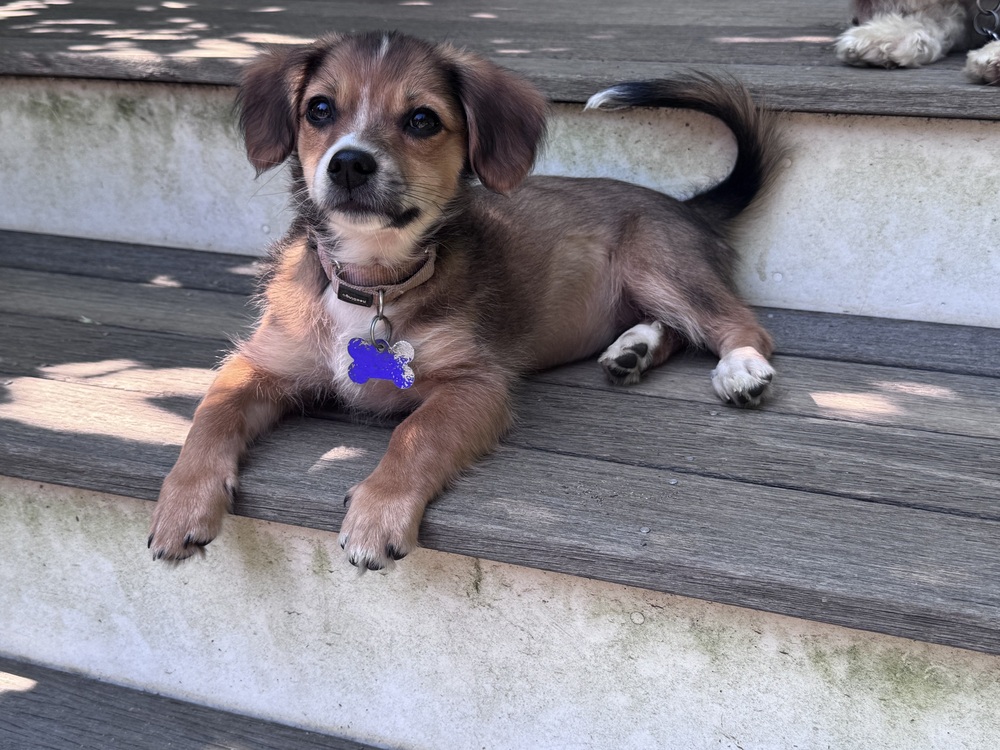 Photo of Temaki, adoptable Terriers (Small) in Oak Bluffs, Massachusetts