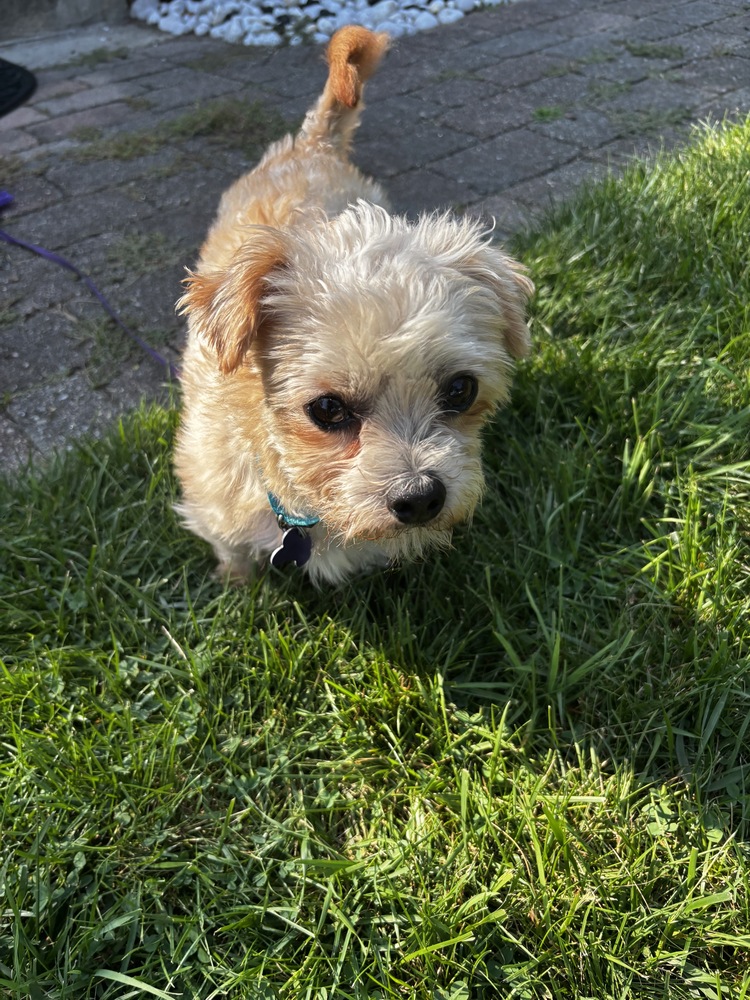 Photo of Mateo, adoptable Maltese in Oak Bluffs, Massachusetts