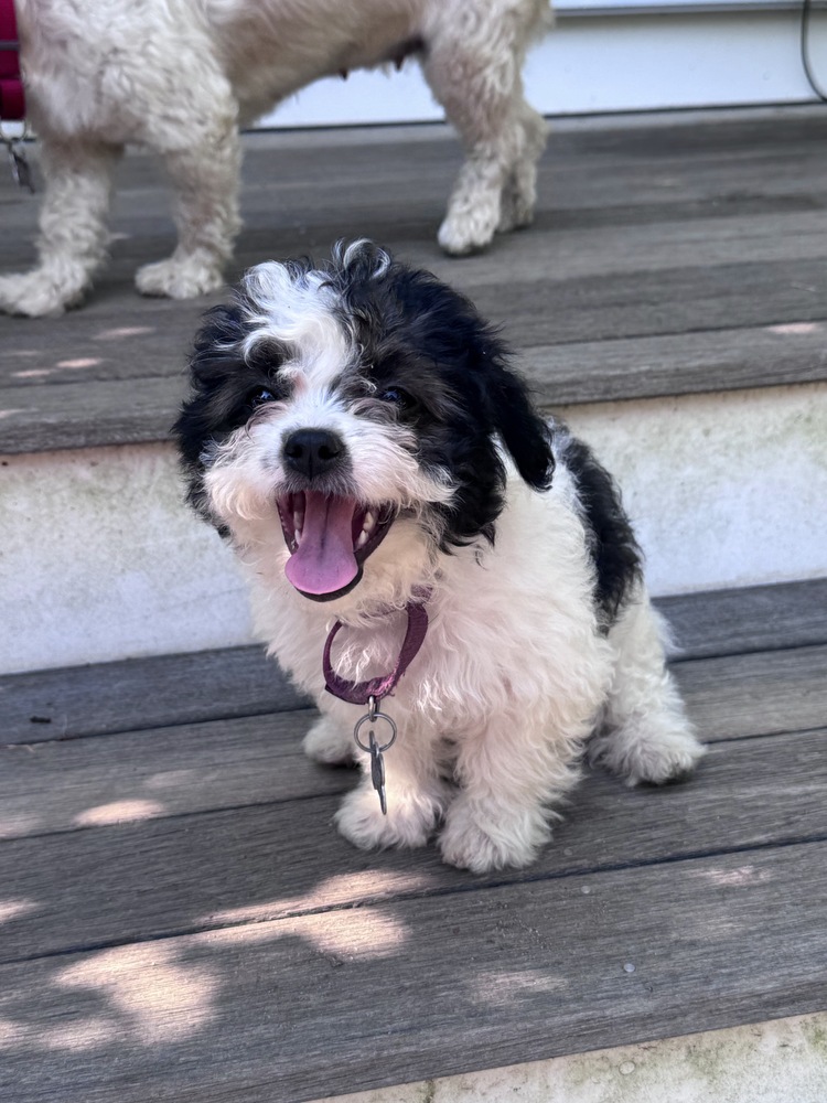 Photo of Nigiri, adoptable Terriers (Small) in Oak Bluffs, Massachusetts