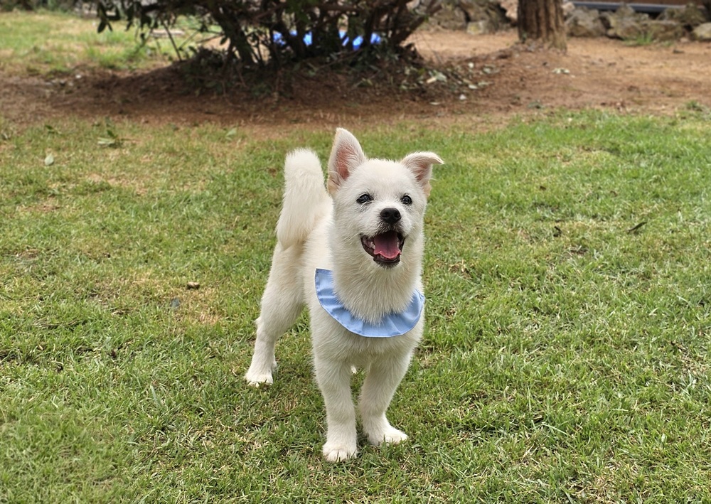 https://s3.us-east-1.amazonaws.com/petstablished-app-beta/uploads/image/image/6128510/KakaoTalk_20260816_010134830_05.jpg