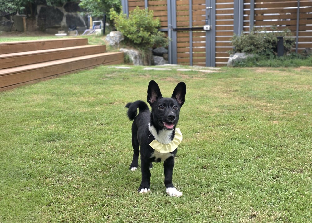 https://s3.us-east-1.amazonaws.com/petstablished-app-beta/uploads/image/image/6128529/KakaoTalk_20260815_143705333_05.jpg