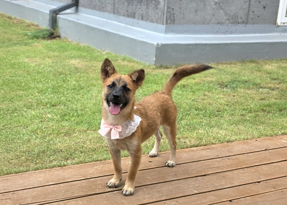 https://s3.us-east-1.amazonaws.com/petstablished-app-beta/uploads/image/image/6128551/KakaoTalk_20260815_144326934_18.jpg