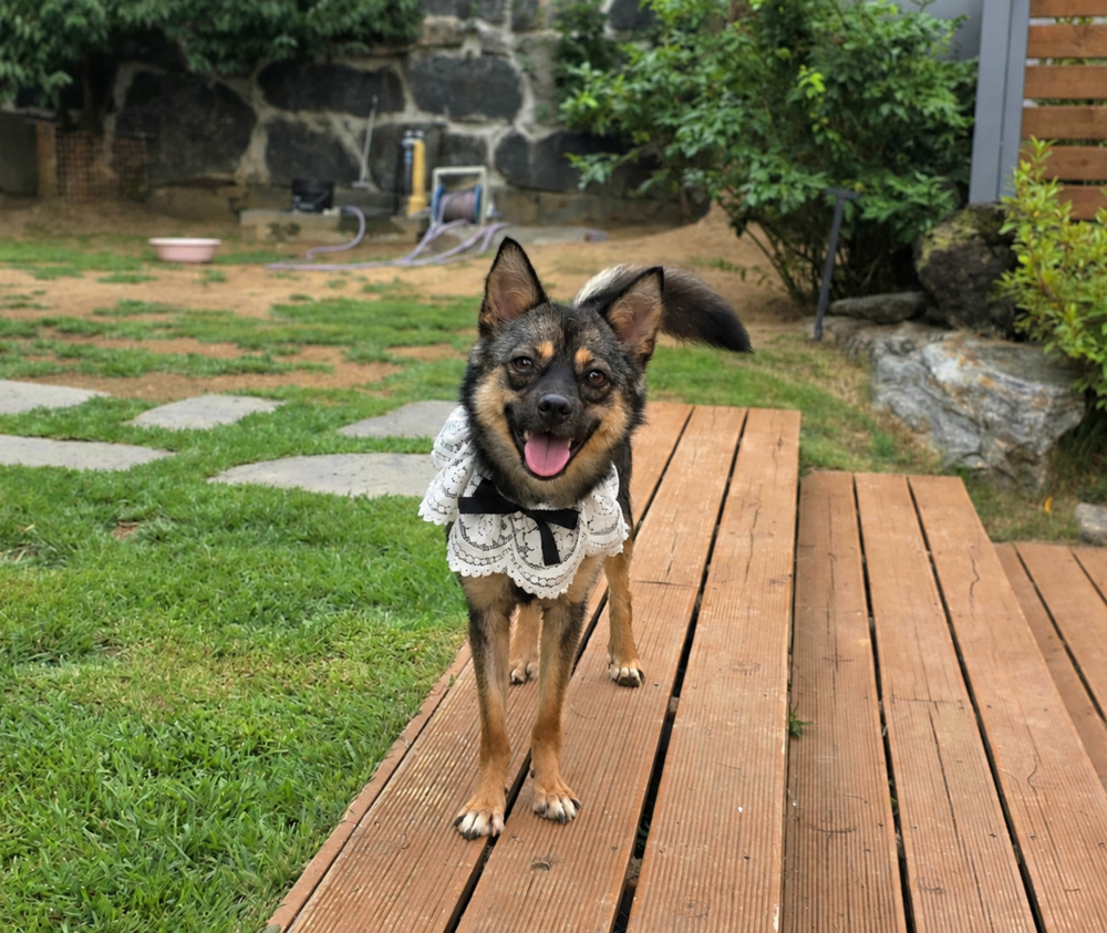 https://s3.us-east-1.amazonaws.com/petstablished-app-beta/uploads/image/image/6128588/KakaoTalk_20260815_204700171.png