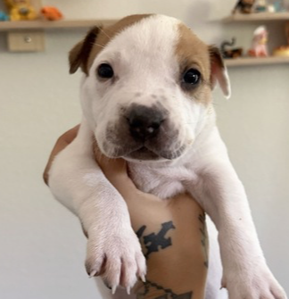Bowser