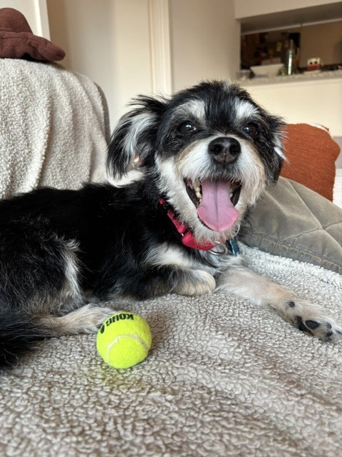 Chloe, Terrier Mix