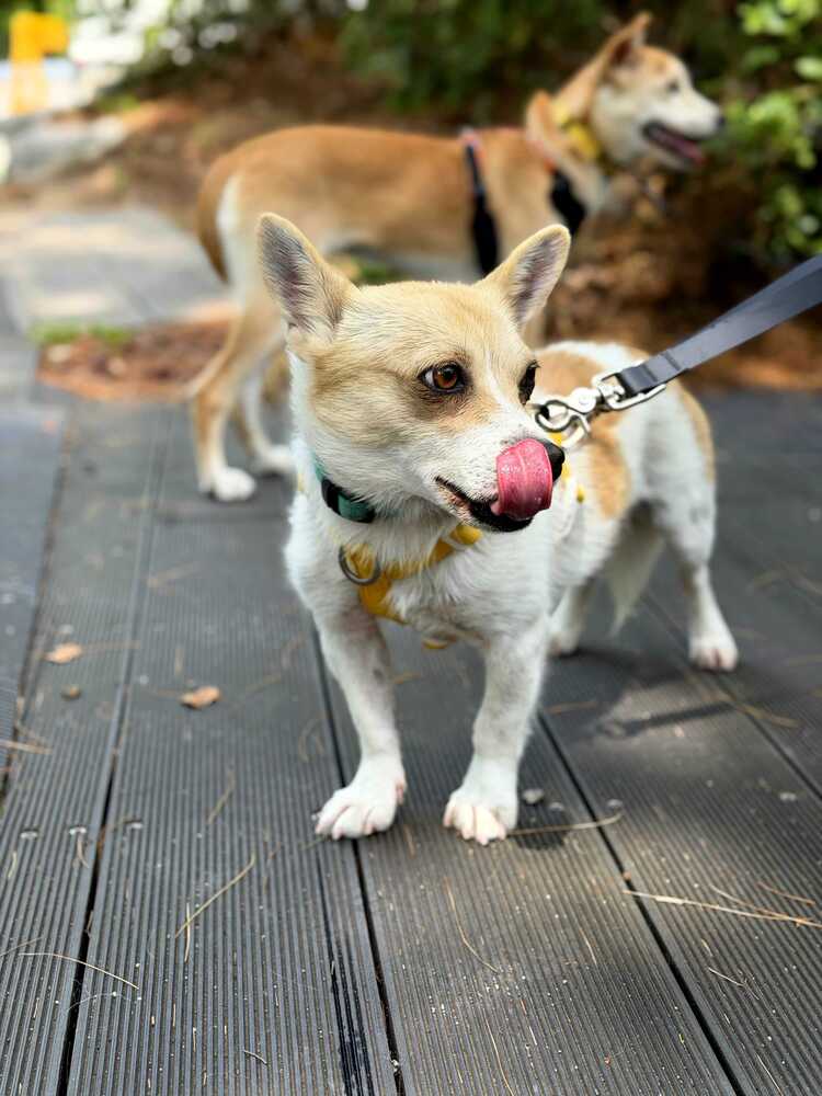 Hari, Jindo