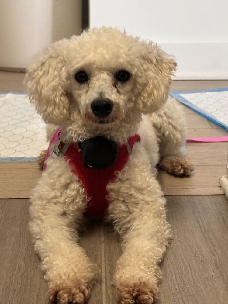 Roxy