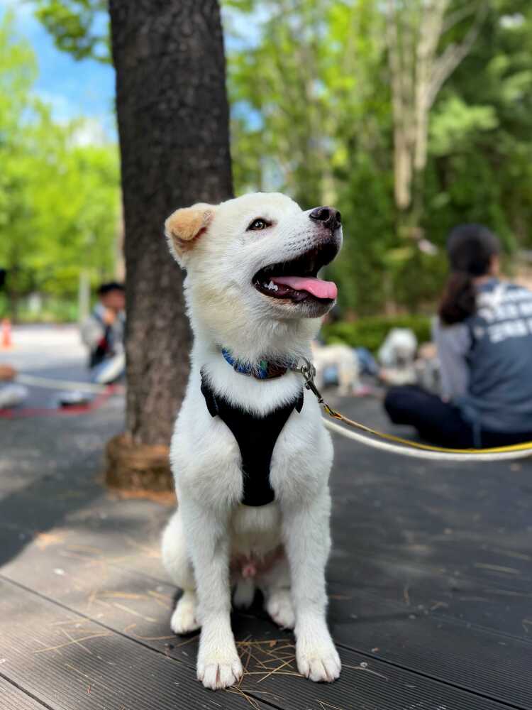 Awang, Jindo