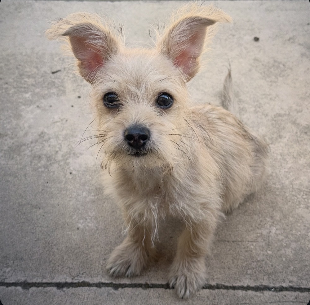 Skosh, Terriers (Small)