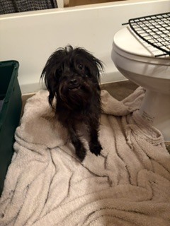 Photo of Bear