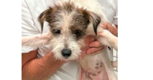 Little Woofs: Huck