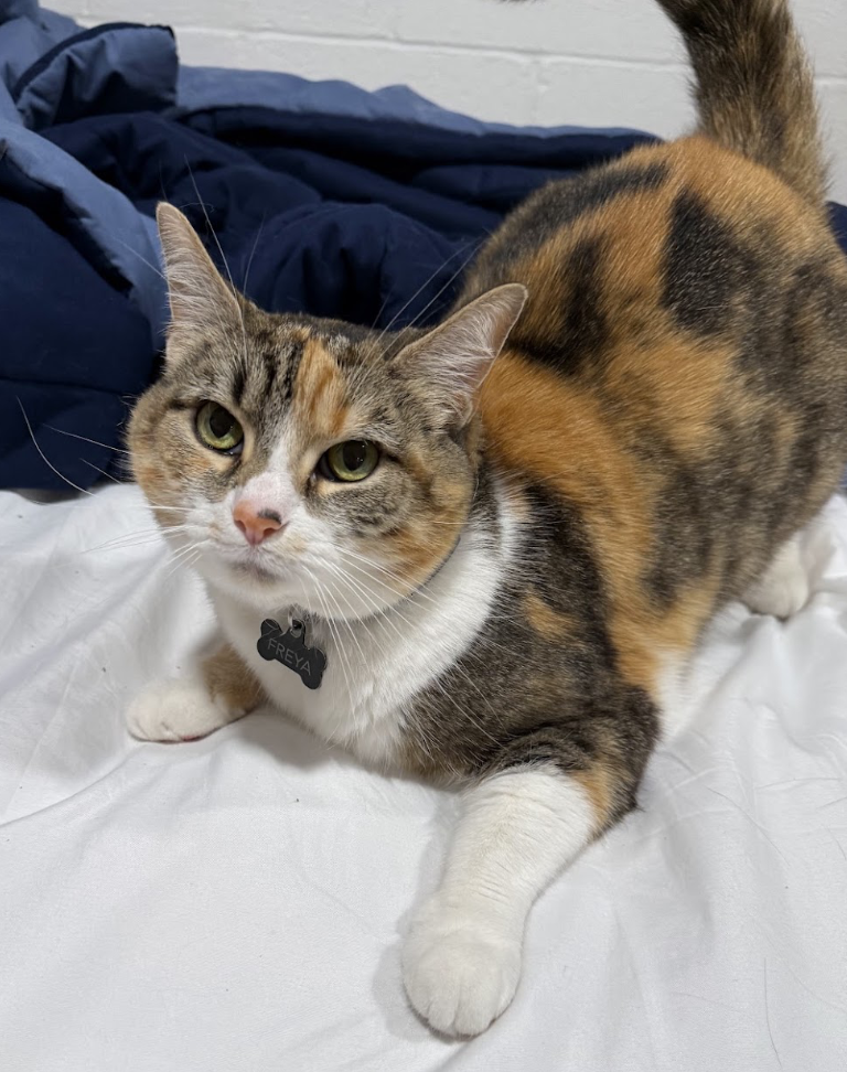 Freya aka Fluttershy