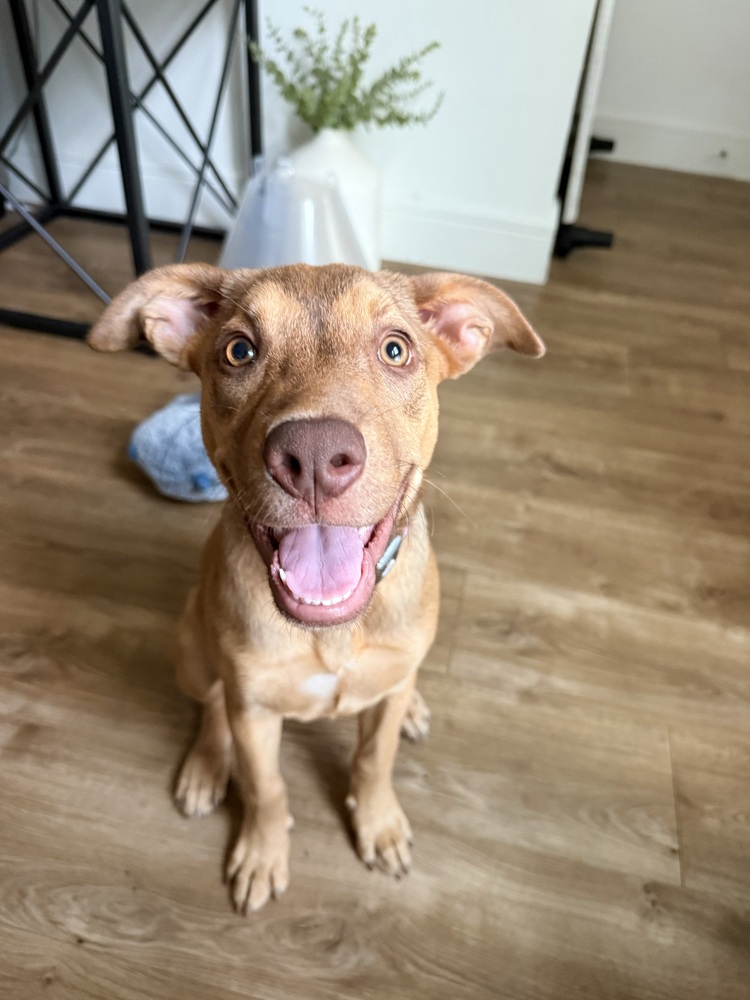 Pippa