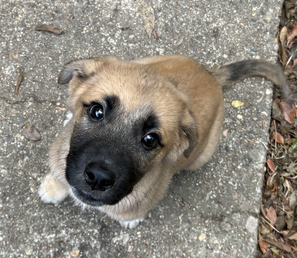 Bolt