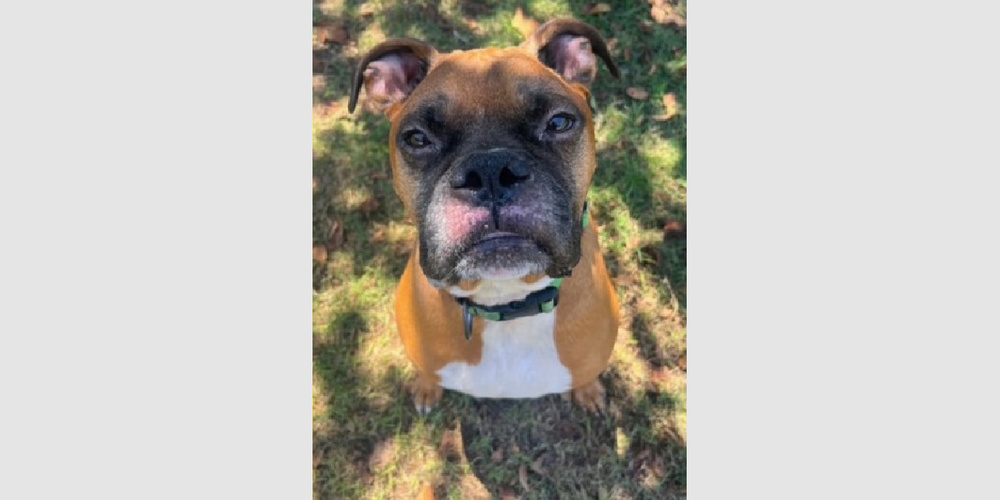 Photo of Duke XI, adoptable senior Boxer in Austin, Texas