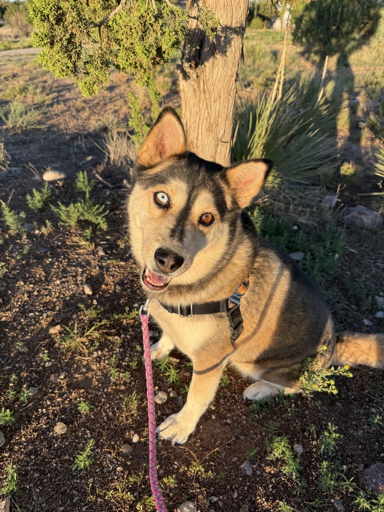 Photo of Mishka, adoptable Siberian Husky in Mountainair, New Mexico
