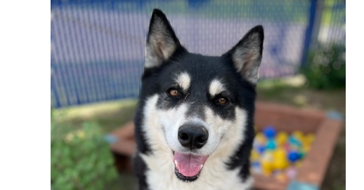 Luna Belle