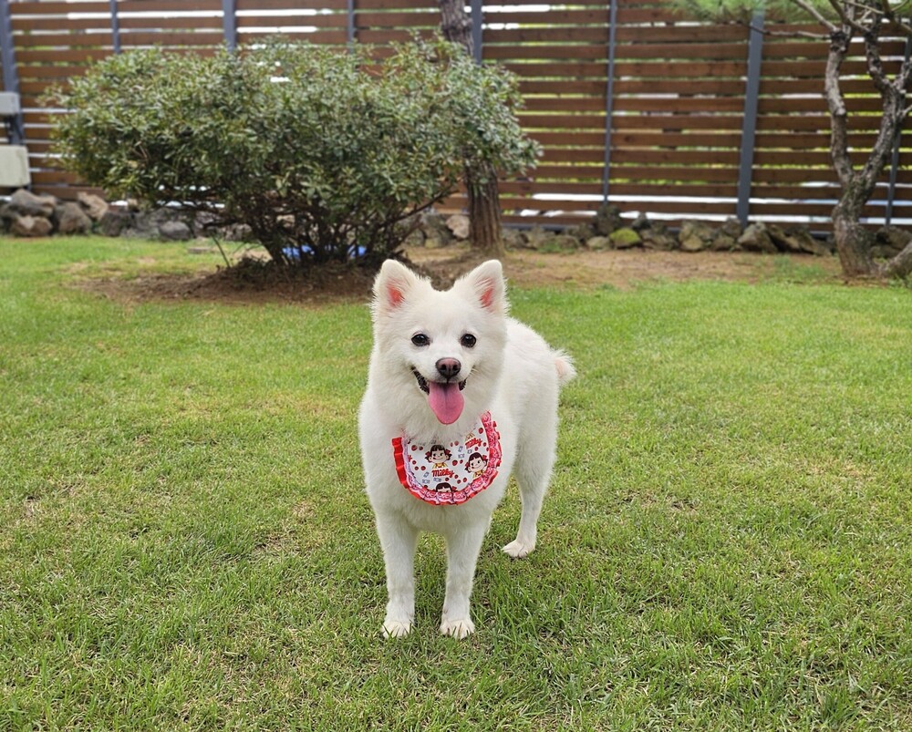 Ppoyu