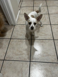 Photo of Stix