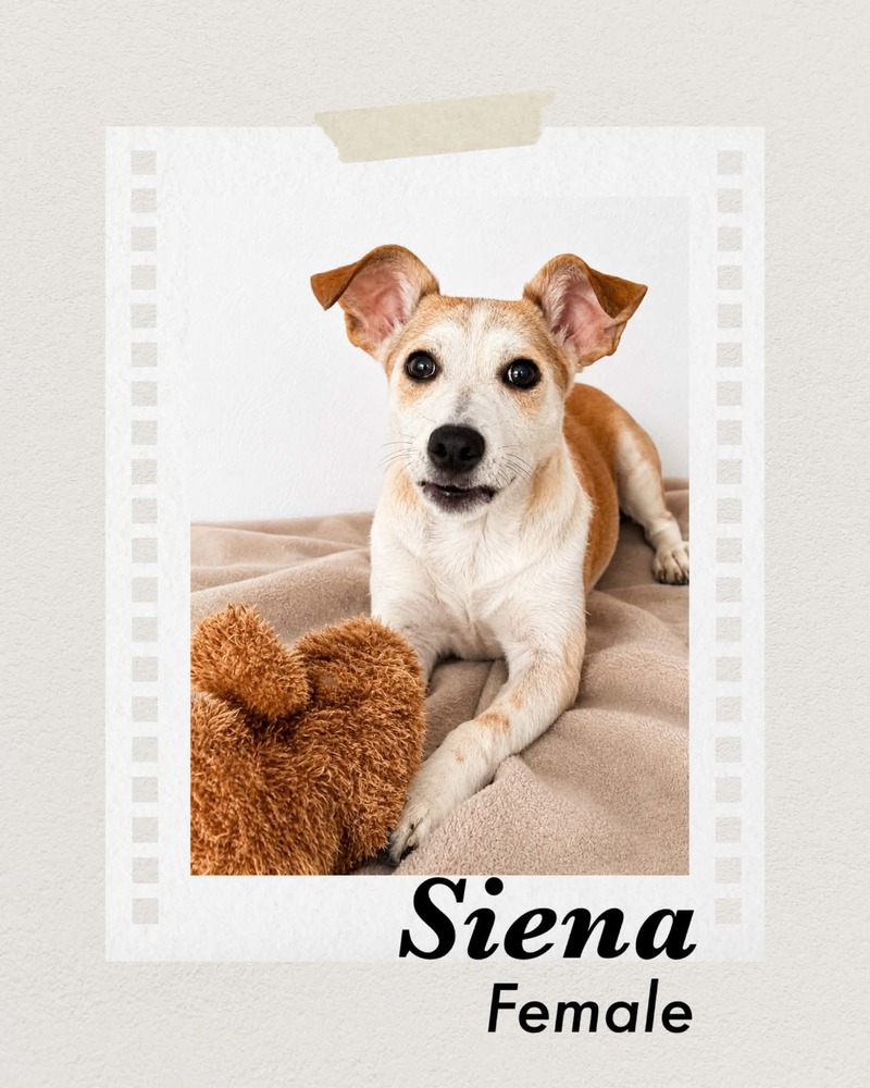 Photo of Siena