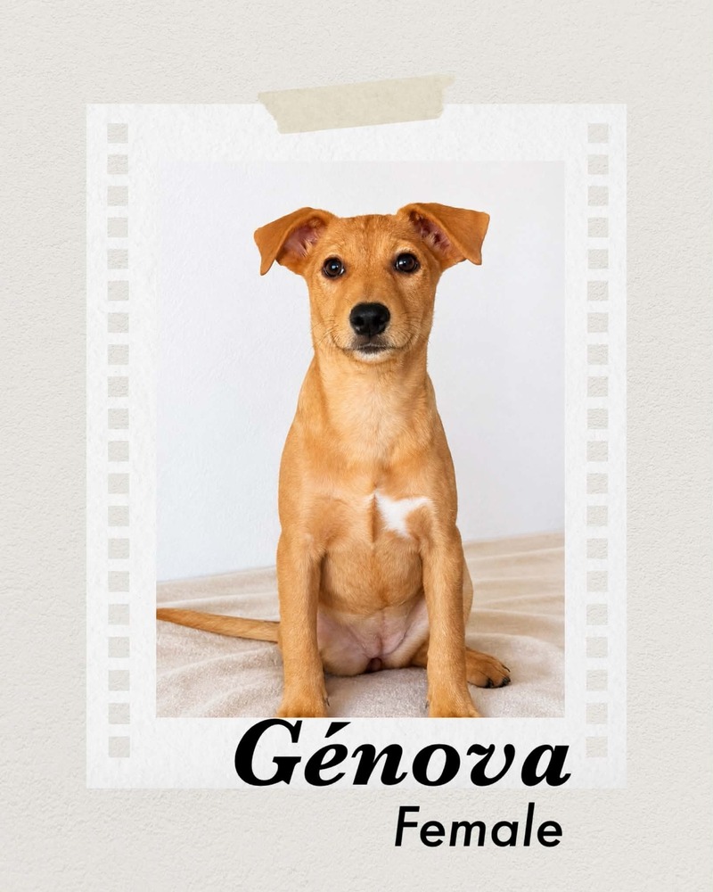 Photo of Genova