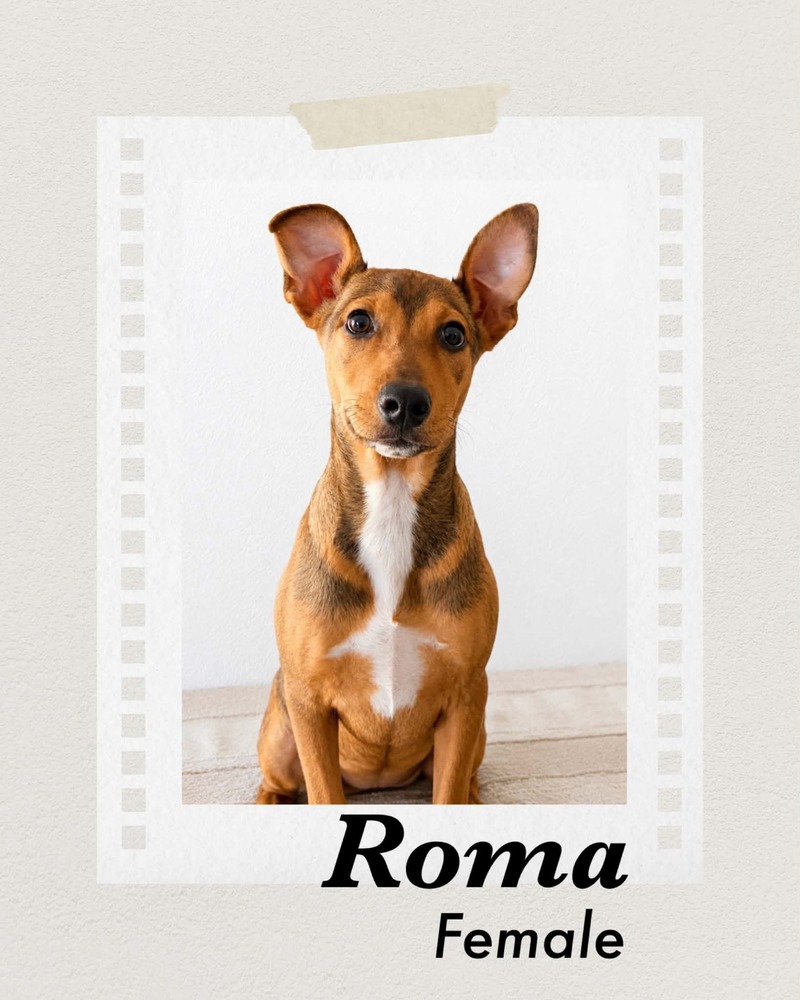 Photo of Roma