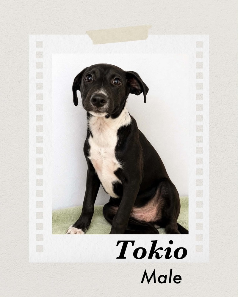 Photo of Tokio