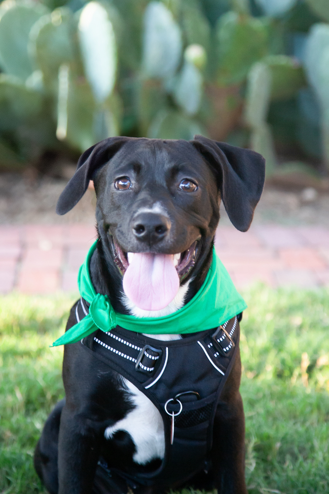 Carl