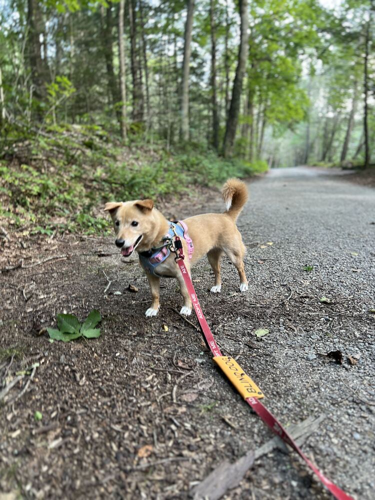 Numi