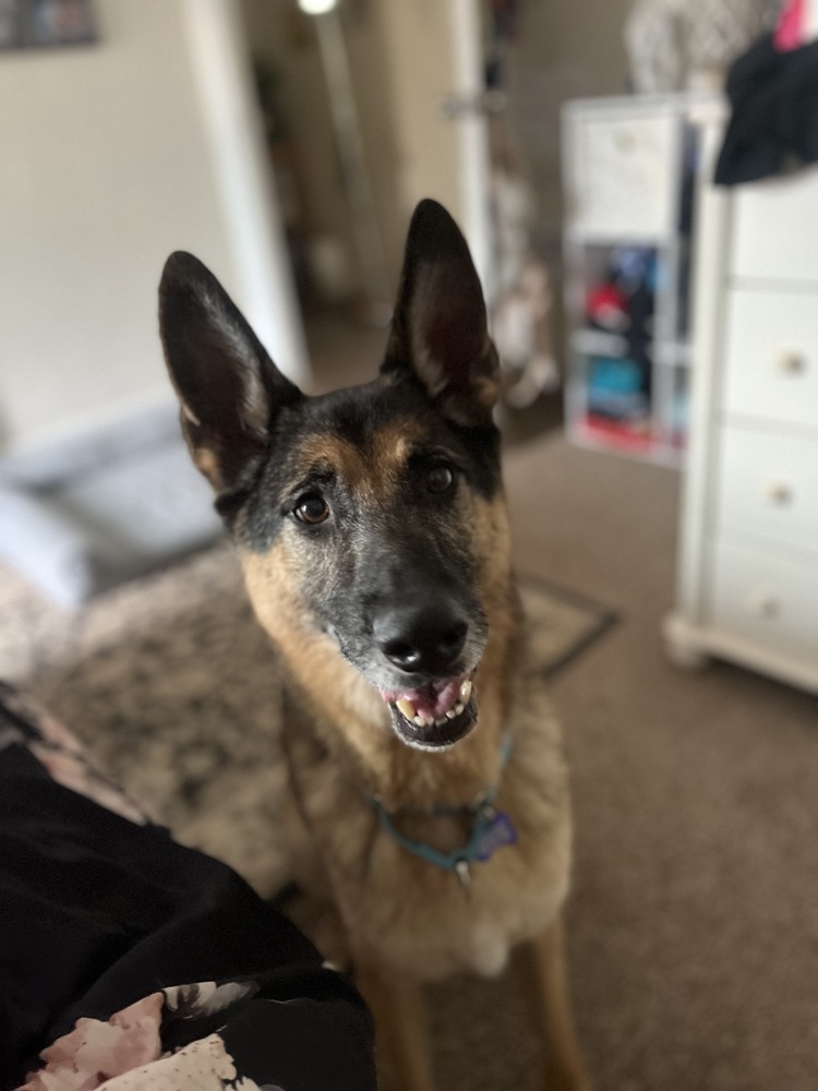 Photo of Guinness, adoptable senior German Shepherd Dog in Oak Bluffs, Massachusetts