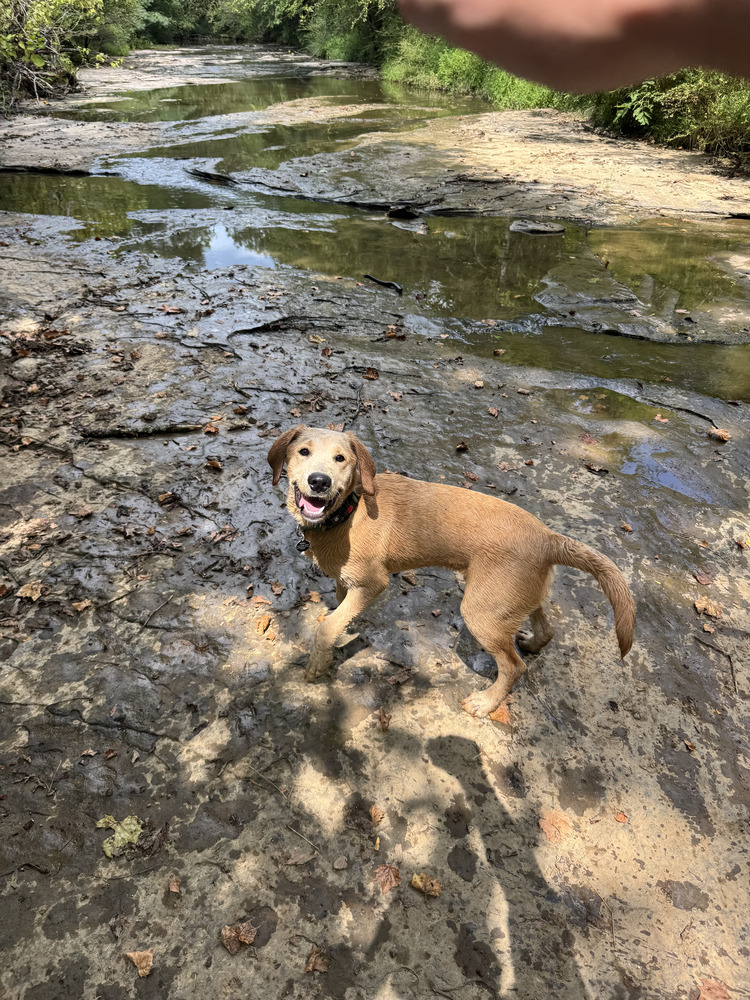 Auggie