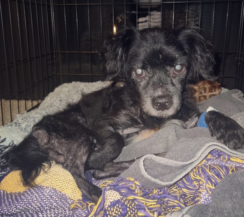 Woody, Spaniels (Small)