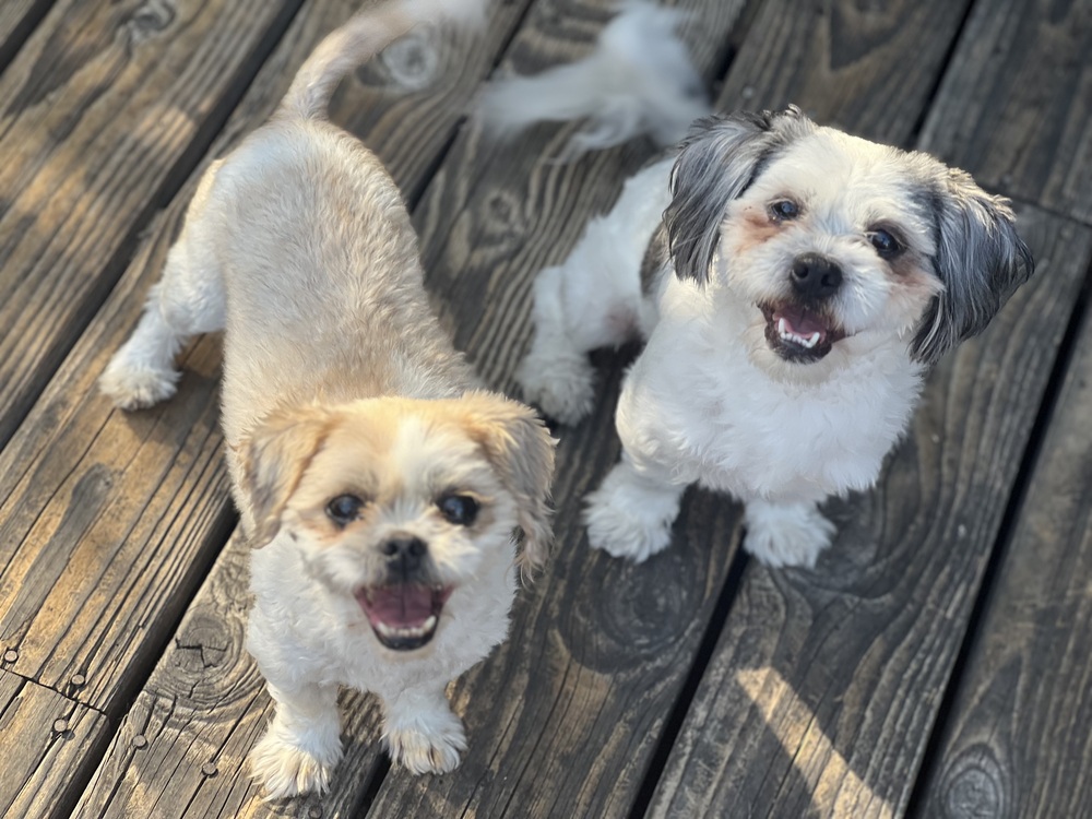 Photo of Benson and Bailey, adoptable Shih Tzu in Dana Point, California