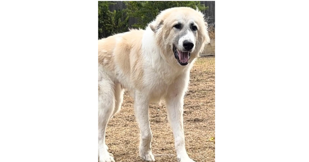 Max - Pyrenees Mix