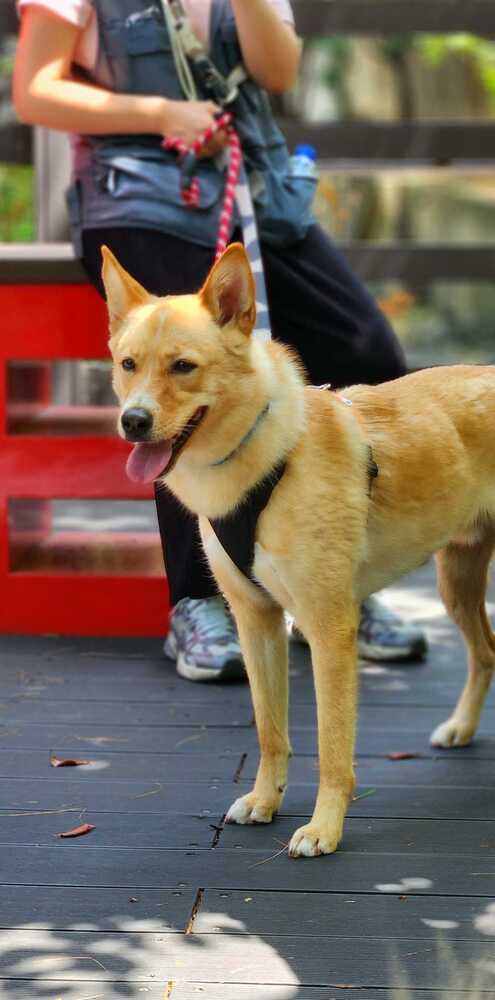 Minam, Jindo