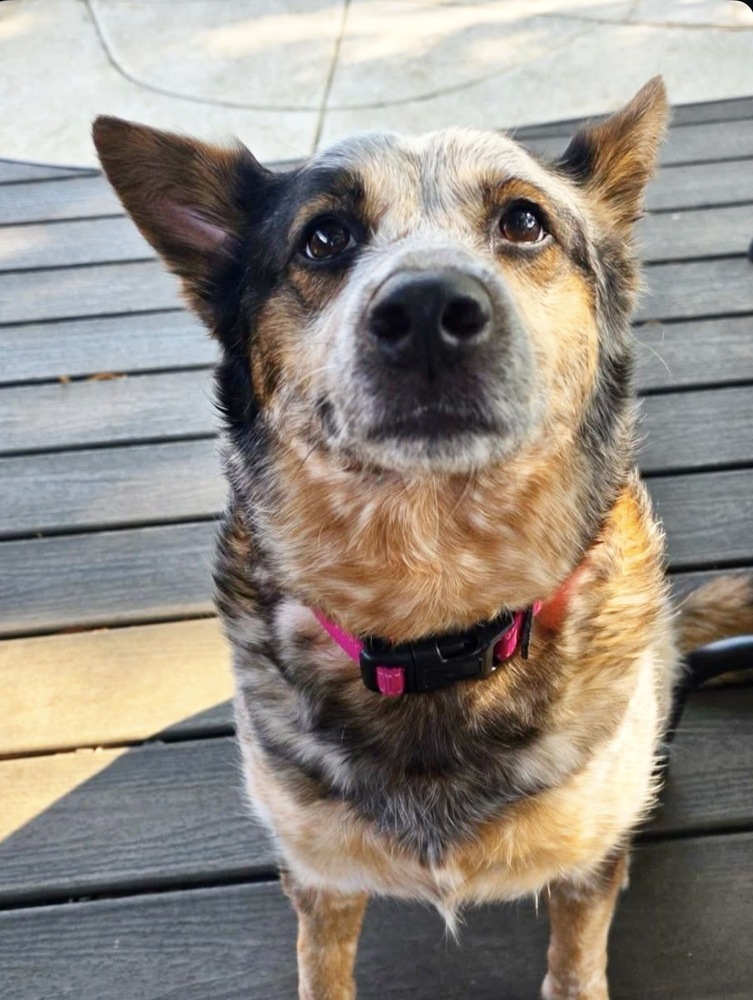 Gracie (Heeler)