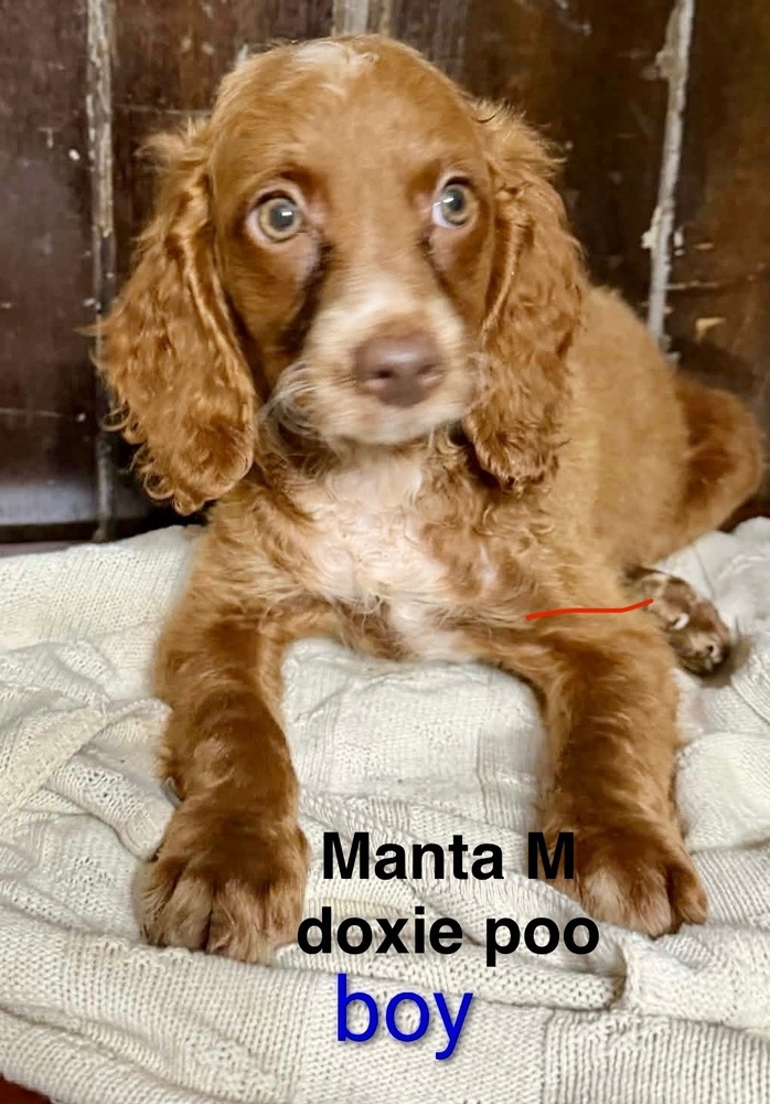 MANTA