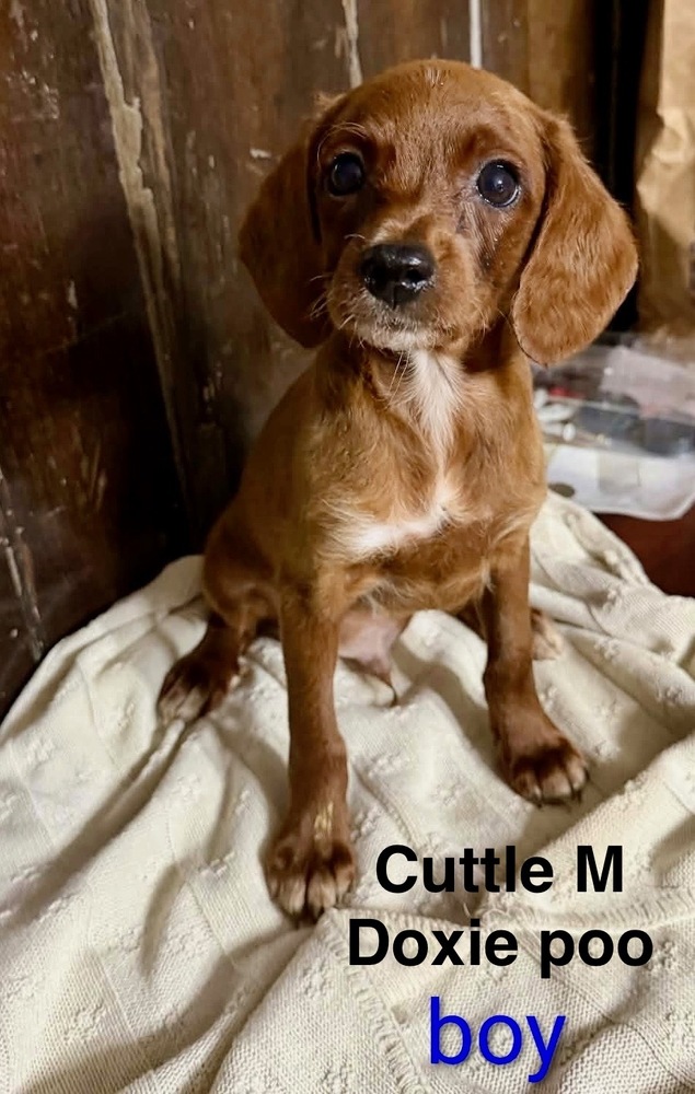 CUTTLE, Dachshund/Poodle (Miniature)