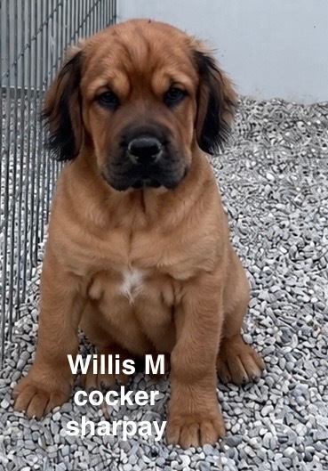 WILLIS