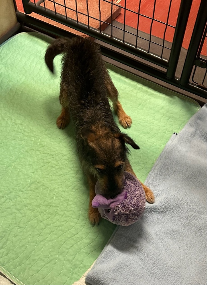 Photo of Bob, adoptable Schnauzer (Miniature) in Oak Bluffs, Massachusetts