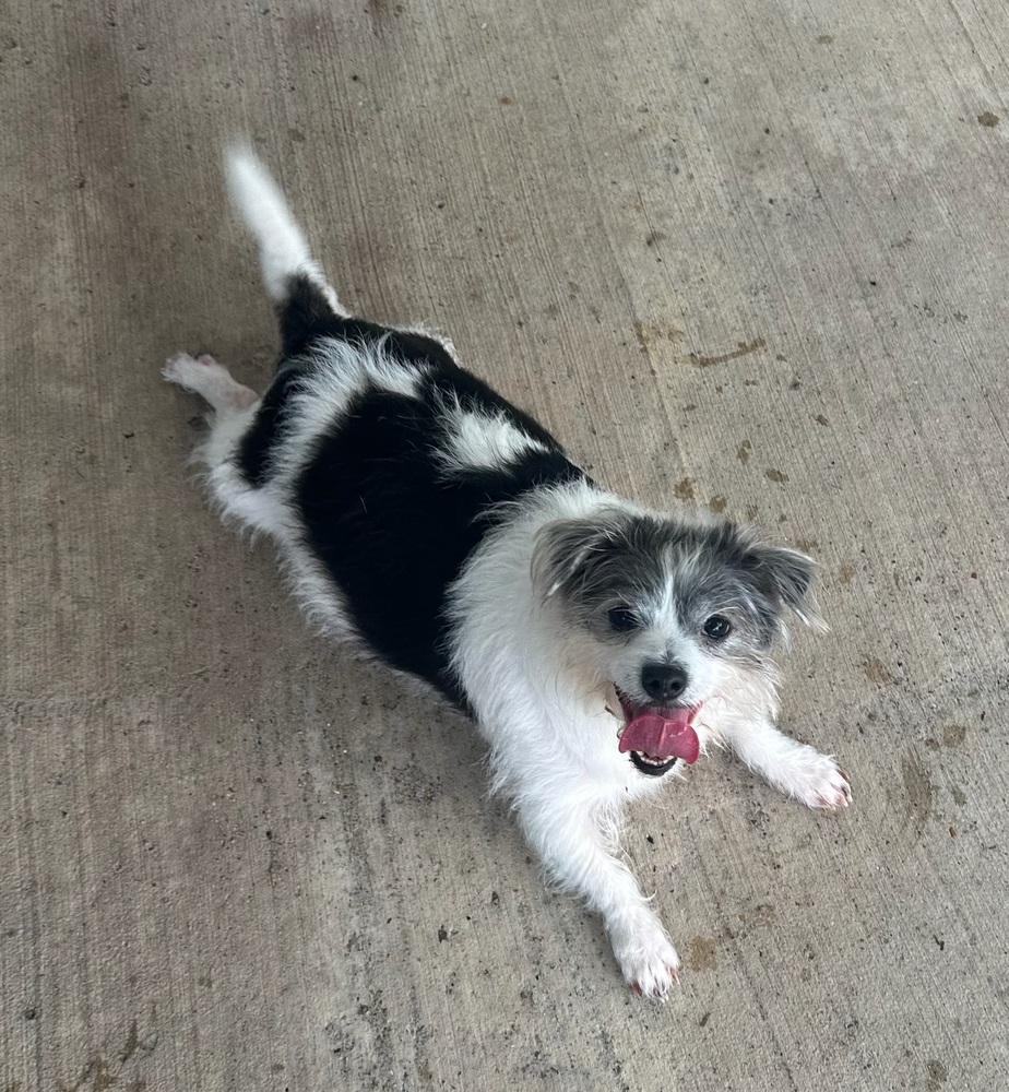 Photo of Gordita, adoptable Shih Tzu in Oak Bluffs, Massachusetts