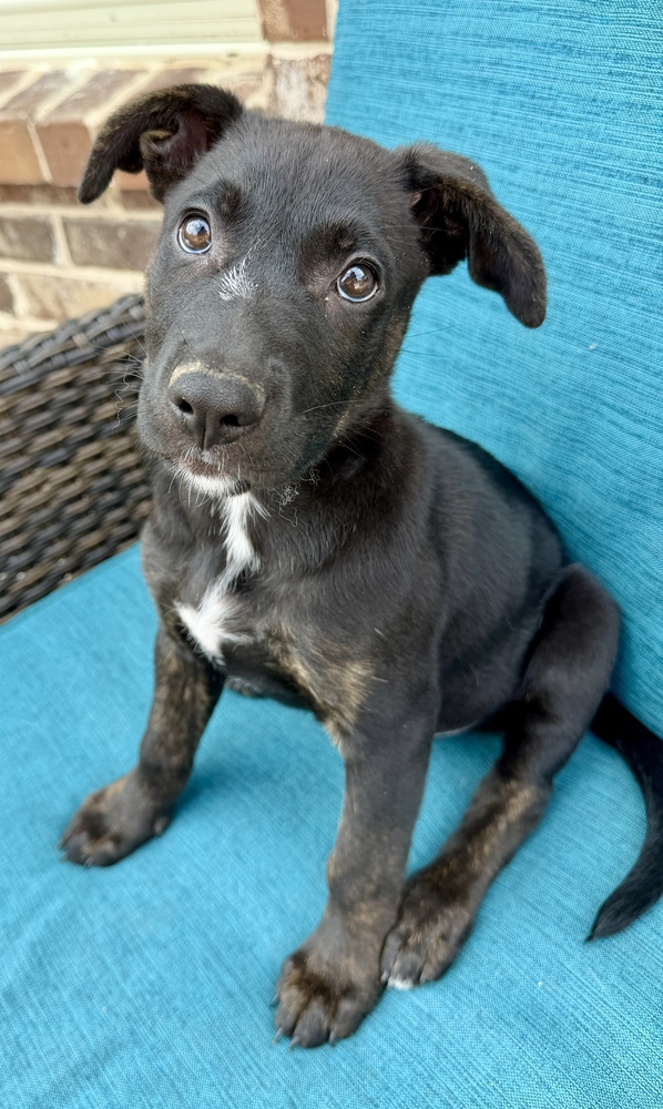 Bailey
