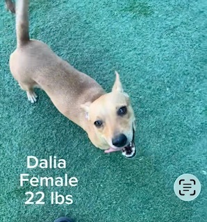 Dalia