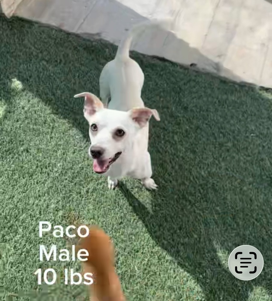 Photo of Paco