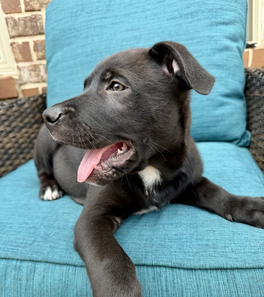 Baxter photo 3